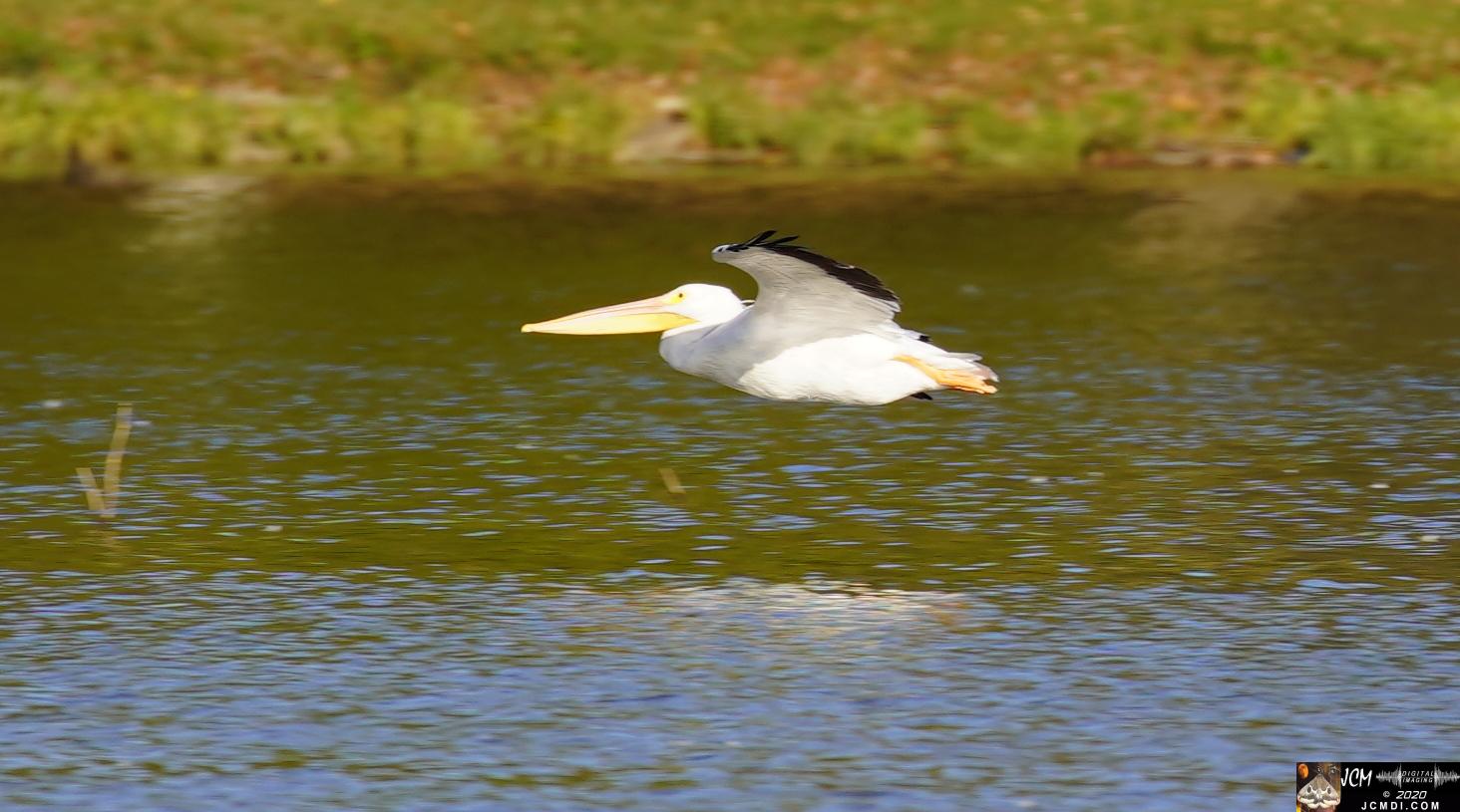 20201030 Old Hickory Lake TN Pelicans
